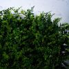 Supergreens Texniti Fullosia Fteri Adiantum Capillus 50x50cm 1351-7