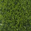 Supergreens Texniti Fullosia Fteri Maidenhair 50x50cm 1031-7